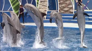 Dolphin Days (Full Show) - SeaWorld San Diego - February 1, 2022