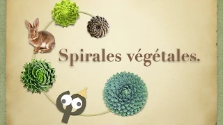 Spirales végétales, le nombre d'or dans les plantes (Fibonacci et fractions continues)