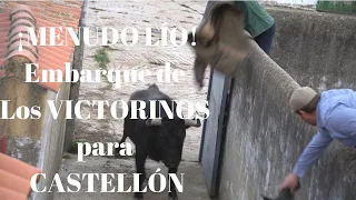 😱¡MENUDO LÍO! Embarque TOROS DE LIDIA VICTORINOS para CASTELLÓN y El Toro que se dio la Vuelta