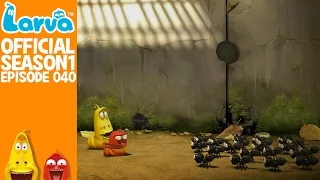 [Official] Ant - Larva Season 1 Episode 40