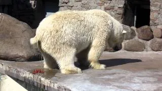 белый медведь идет в туалет