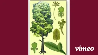 10 Extinct plants