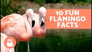 10 FUN FACTS About FLAMINGOS That May Surprise You 🦩😯