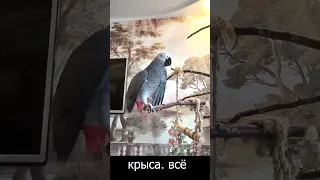 ✅ НА БОЛТАЛА НА СТАТЬЮ 🤣 ЖАКО ПЕТРУНЯ 🐦ZHAKO PETRUNYA 🔥 (СУБТИТРЫ) #Short #parrot #funny_video