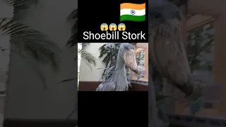 Shoebill stork Bird #shorts #short #viral #youtubeshorts