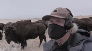 Bison Hunt Montana 2020