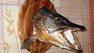 как правильно делать чучело из головы щуки | stuffed pike head