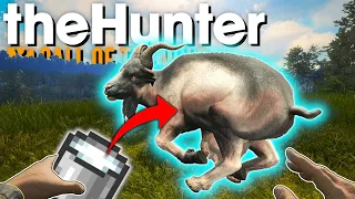 COTW but I make the goats uncomfortable... 🐐| theHunter: Call of the Wild