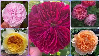 225 - 25+ Best David Austin Roses | Boscobel, Juliet, Summer Song, Teasing Georgia, Olivia Rose