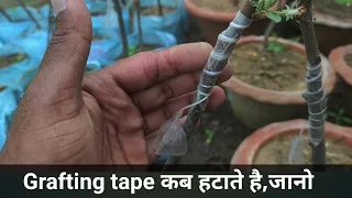 When do you remove the grafting tape from  fruit trees