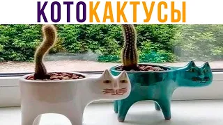 КОТОКАКТУСЫ))) Приколы с котами | Мемозг #568