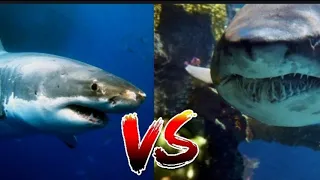 тигровая акула vs  белая акула