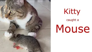 Kitty Caught a Mouse