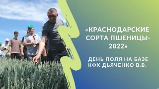 Краснодарские сорта пшеницы-2022. День поля на базе КФХ Дьяченко В.В.