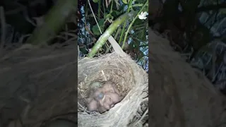 Нашёл гнездо птенцов