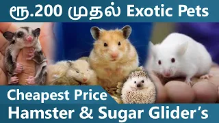 Hamster & Sugar Glider Availabe on Cheapest Price in Chennai || Hamster Pets||#thamizhtalks#pets