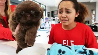 TIANA CRIED!! CHRISTMAS PUPPY SURPRISE