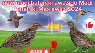 new madi batair ki awaz do Madi bater ki Max awaaz 2024