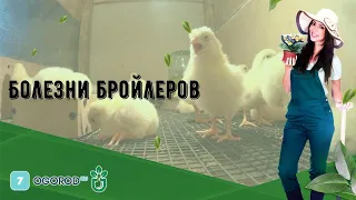 Болезни бройлеров