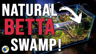 Betta Fish Natural Swamp Aquarium | Betta Fish Natural Habitat Tank - MR BRIGHTFRYED