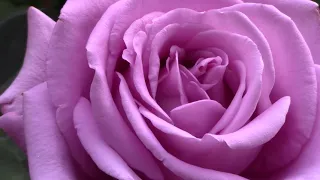 Хотите удивить необычной розой? Посадите голубую розу Индиголетта.