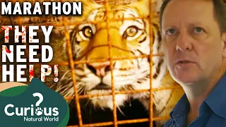 Trapped Tigers With Cage Stained With Blood-prints | Wild Animal Rescue | Curious?: Natural World