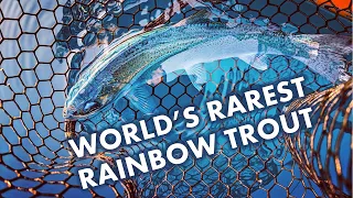 World's Rarest Rainbow Trout is Blue!