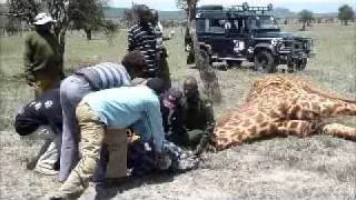 Giraffe rescue in Kenya