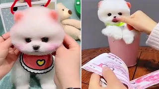 Tik Tok Mini Squirrel Dog😍 - Funny and Cute Pomeranian #10