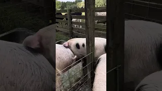 Pigs meeting cows!