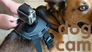 Dog meets pig | GoPro harness