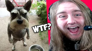 Damn Nature You Scary | Funny Scary Animal Encounters