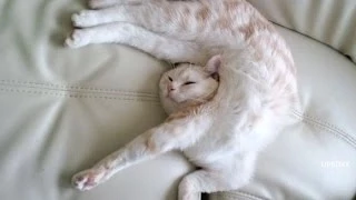 Funny Videos 2014 : Funny Cats Video - Funny Cat Videos Ever - Funny Animals - Funny Cats Animal