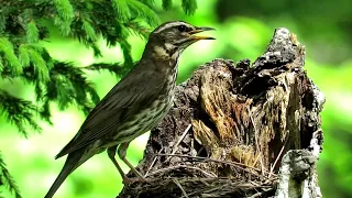 Гнездо Дрозда с птенцами, Nest with chicks