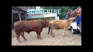 Cow matting with power full bull | Bull matting