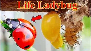 The Stunning Life Cycle Of A Ladybirds 🐞 ladybug 🐞 แมลงเต่าทอง