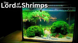 The Lord of the Shrimp: No filter Nano Shrimp Tank | Step-by-step tutorial
