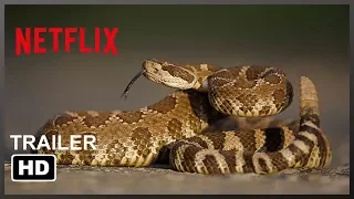 Rattlesnake - Netflix HD Trailers - 2019