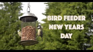 BIRD FEEDER New Years Day 2021 - Birds including lots of Blue Tits, Nuthatch, Coal tit GH5 4K Birds.