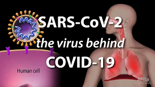 Understanding the Virus that Causes COVID-19, Animation