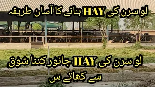 Lucerne hay II Lucerne hay bnany ka tareeqa II Lucerne hay palatability II HK7 dairy farm