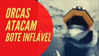 Orcas atacam bote inflável