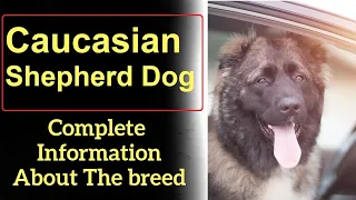 Caucasian Shepherd Dog. Pros and Cons, Price, How to choose, Facts, Care, History