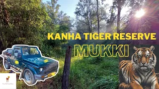 Tiger Sighting MV3 at Mukki Gate || Kanha Tiger Reserve || Winter Jungle Safari