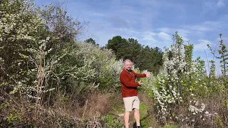 Is this the worst Invasive Plant? - Bradford Pear