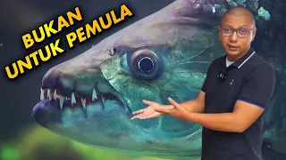 TOP 3 IKAN PREDATOR *PALING SUSAH* DI PELIHARA