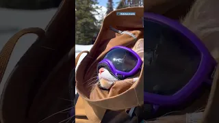Cat Loves Skiing So Much, He Has His Own Ski Pass | The Dodo