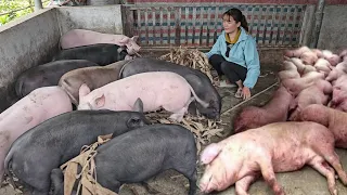 Full video: The process of piglets escaping African cholera. ( Ep 243 )