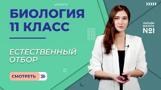 Естественный отбор: предпосылки и механизм действия. Видеоурок 8. Биология 11 класс