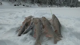 МОРДАТЫЙ ЯЗЬ ЗА ШИКАРНОЙ СОРОГОЙ, НАШЛАСЬ РЫБА  В ЦЕЛИНЕ! РЫБАЛКА  НА КРАСИВОЙ И  РЫБНОЙ РЕКЕ!